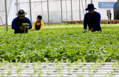 TESDA training in Urban Hydroponics