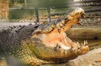 Beloved saltwater crocodile Pangil passes away