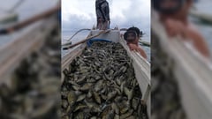 Cage watch: Volunteers support ‘Adlaw sa Danggit’ sustainable fishing