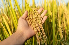 Nueva Ecija rice production blueprint sought