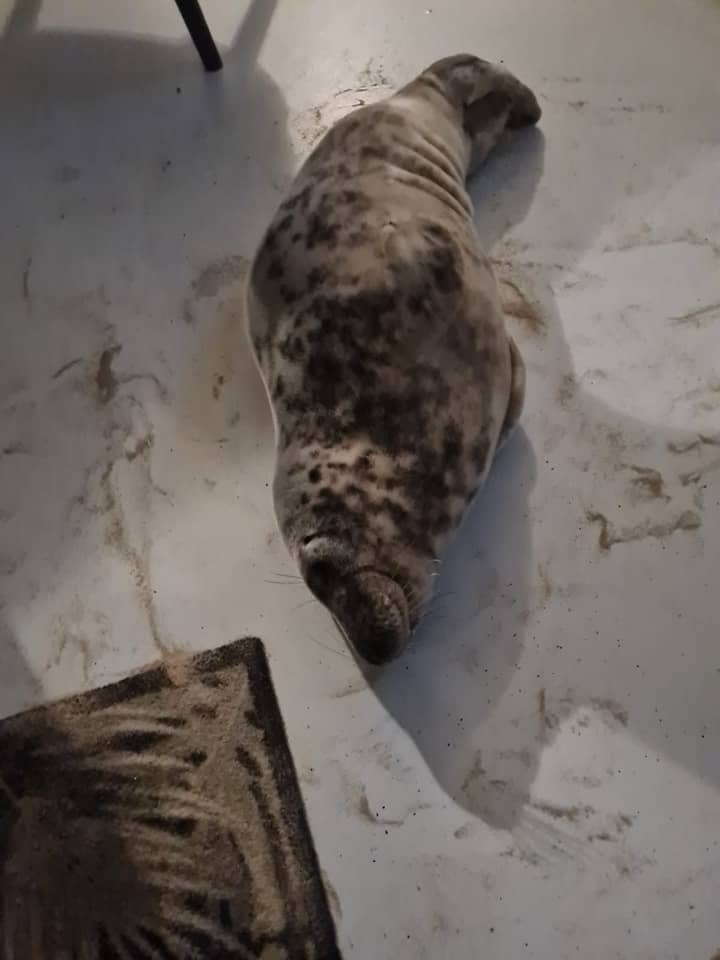 Looks like this guest checked in for a snooze! This seal found the coziest corner of the 'hotel room' for a nap, proving that even wildlife knows how to relax in style.