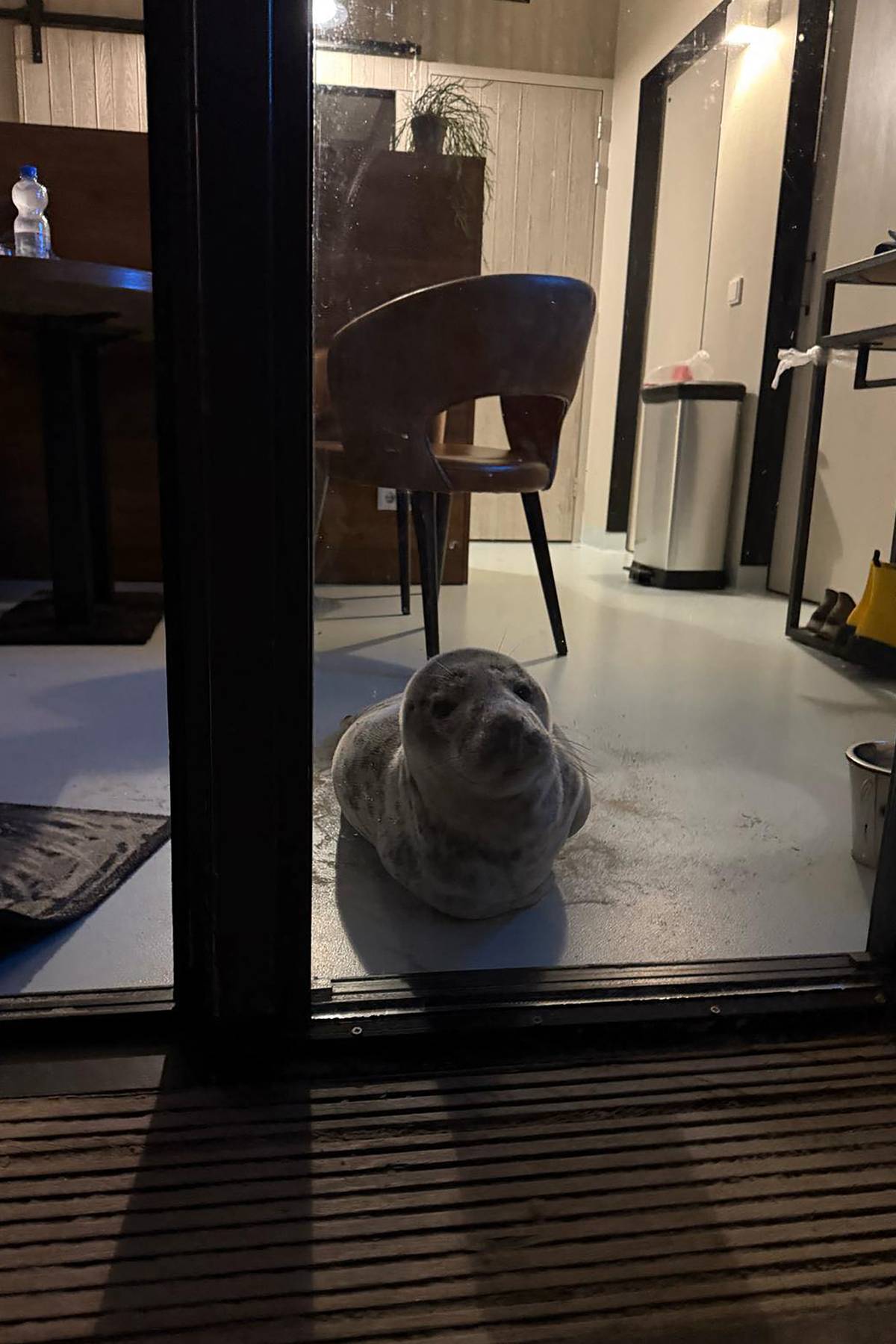 This photo handout on 5 February 2025 by The Netherlands' 'Animal Welfare Foundation Zeeland' (Stichting Dierenwelzijn Zeeland) shows a seal looking out a window after sneaking into a hotel room in Vlissingen, southern Netherlands, on 4 February 2025.