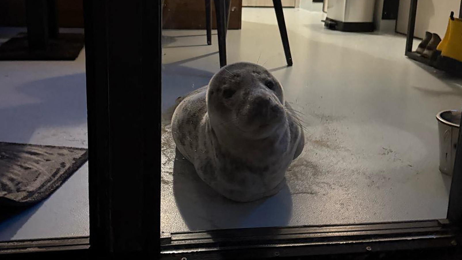 Room with a seal view: Dutch hotel gets unusual guest
