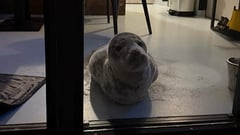 Room with a seal view: Dutch hotel gets unusual guest