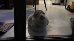 Room with a seal view: Dutch hotel gets unusual guest