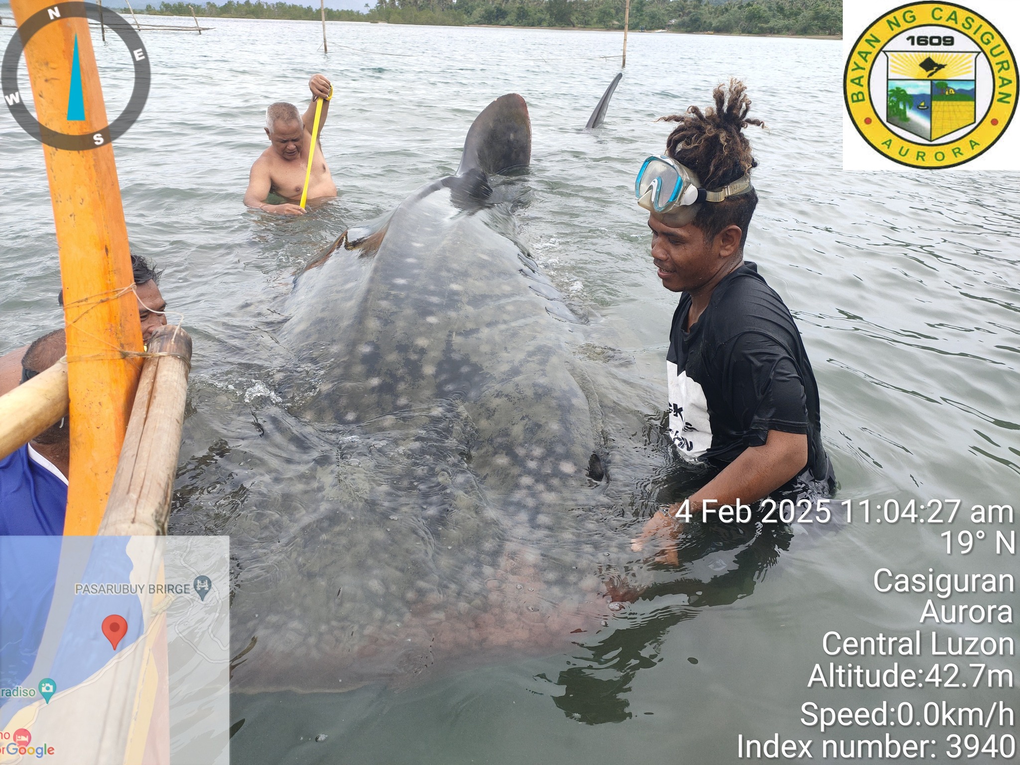 Aurora fisherfolk rescue whale shark trapped in floater net in Casiguran Bay