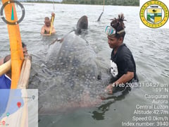 Aurora fisherfolk rescue whale shark trapped in floater net in Casiguran Bay