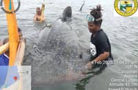 Aurora fisherfolk rescue whale shark trapped in floater net in Casiguran Bay