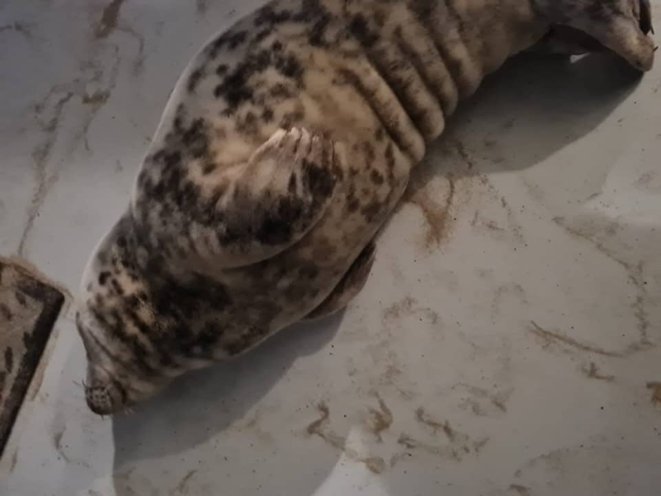 A moment of pure serenity: this seal sleeps so peacefully, it almost looks like it's smiling.