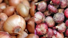 DA okays onion imports