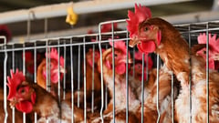 UK govt bans 'bird gatherings' as avian flu outbreak worsens