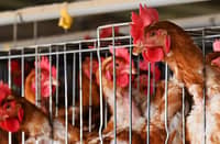 UK govt bans 'bird gatherings' as avian flu outbreak worsens