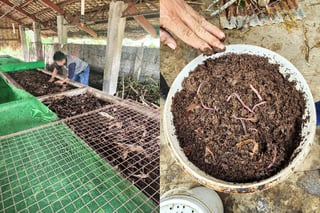 More funding for organic fertilizers needed — PIDS