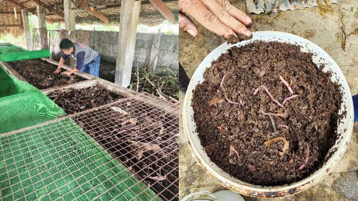 Private supplier in P3.25-M fertilizer scam pleads to lesser charge