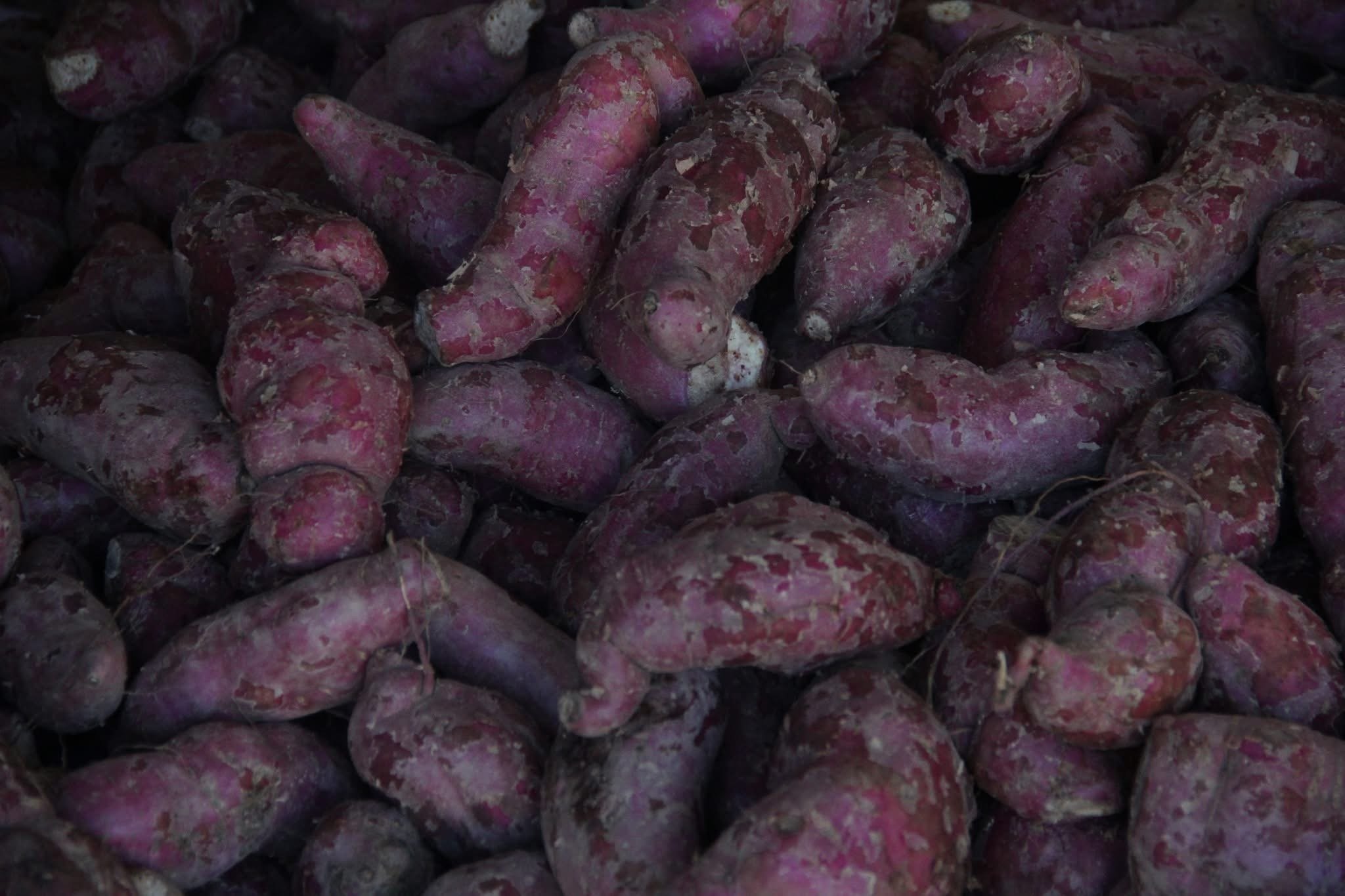 KAMOTE or sweet potato.