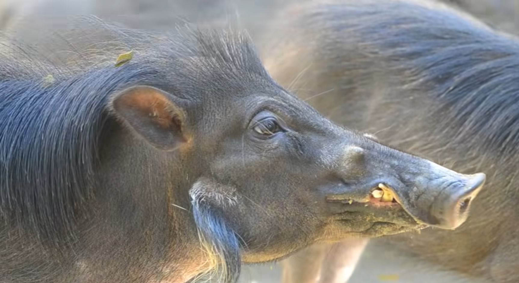 Ex-hunters help EDC protect warty pigs