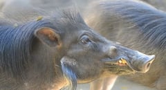 Ex-hunters help EDC protect warty pigs