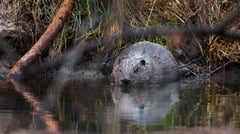 Dam fine: beavers save Czech treasury $1 million