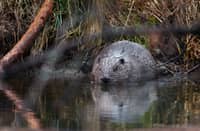 This handout photo received on 11 February 2025 from AOPK CR and taken on 3 February 2025 shows an Eurasian beaver in a protected wetland area in Vesin, Padrtske rybniky, Central Bohemia south of Prague, Czech Republic. Beavers have saved Czech taxpayers' money as they stole a march on the state in creating a planned wetland before excavators got the green light, a conservationist said on 11 February 2025. Conservationists wanted to reduce sedimentation and curb sour water leaving the ponds as both threatened the critically endangered crayfish living in the river below. The project drafted in 2018 had a building permit but was delayed by talks over the land. But beavers did not care and started doing their natural job by building at least four dams.