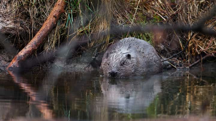 This handout photo received on 11 February 2025 from AOPK CR and taken on 3 February 2025 shows an Eurasian beaver in a protected wetland area in Vesin, Padrtske rybniky, Central Bohemia south of Prague, Czech Republic. Beavers have saved Czech taxpayers' money as they stole a march on the state in creating a planned wetland before excavators got the green light, a conservationist said on 11 February 2025. Conservationists wanted to reduce sedimentation and curb sour water leaving the ponds as both threatened the critically endangered crayfish living in the river below. The project drafted in 2018 had a building permit but was delayed by talks over the land. But beavers did not care and started doing their natural job by building at least four dams.