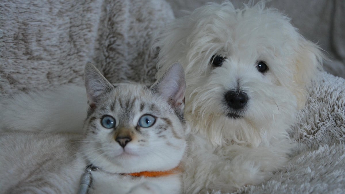 Dog vs. cat lovers: What your pet preference says about your love style