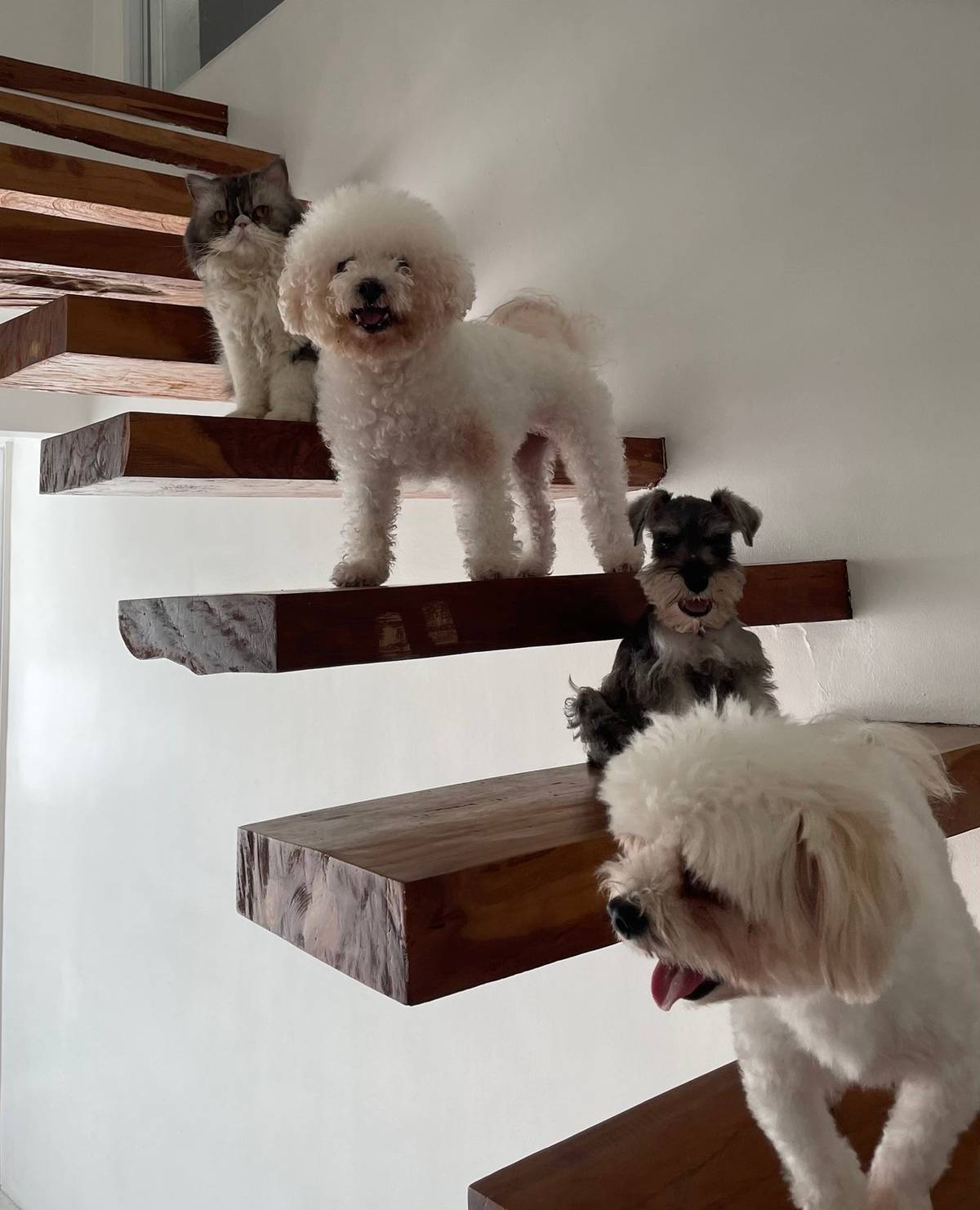 All together: Mr. Gizmo (long haired-exotic cat), Vodka (bichon), Boris (schnauzer) and Gorby (maltipoo).