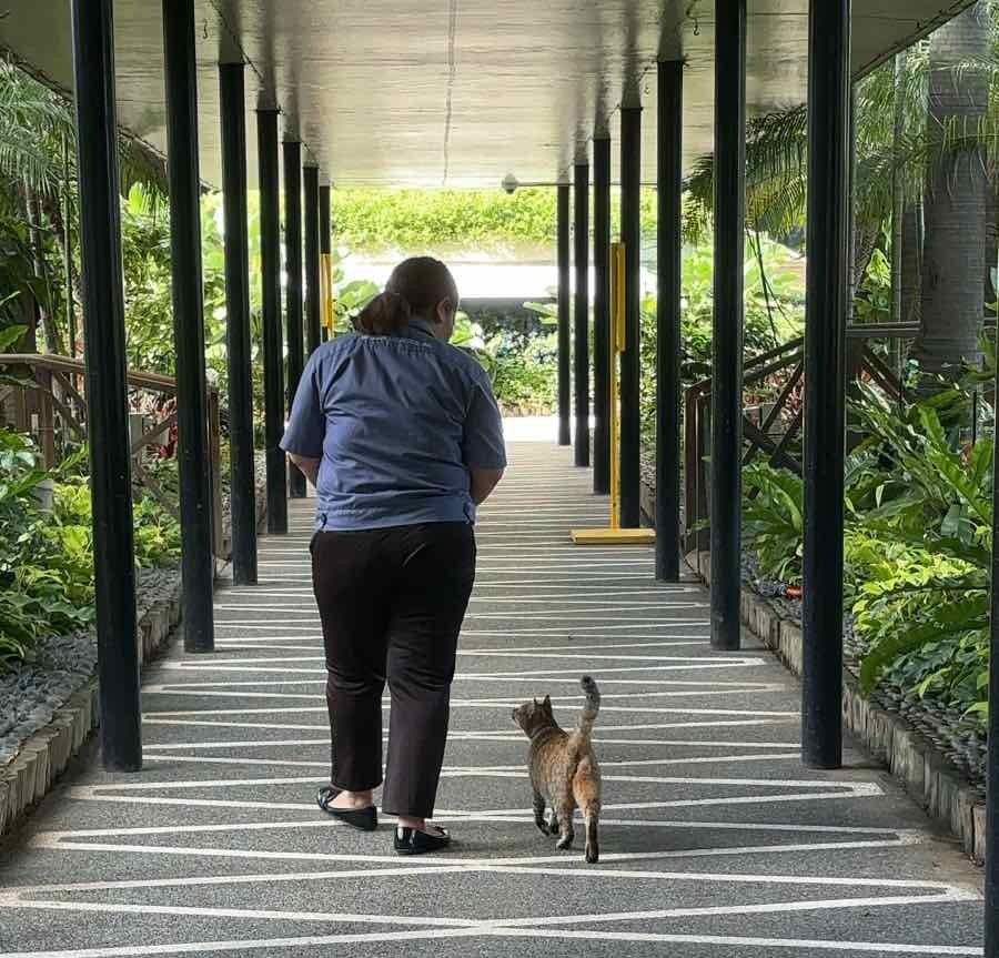Elen, a dedicated Meralco employee volunteer, enjoying a walk with one of Meralco’s beloved feline residents, the famous Menggay.
