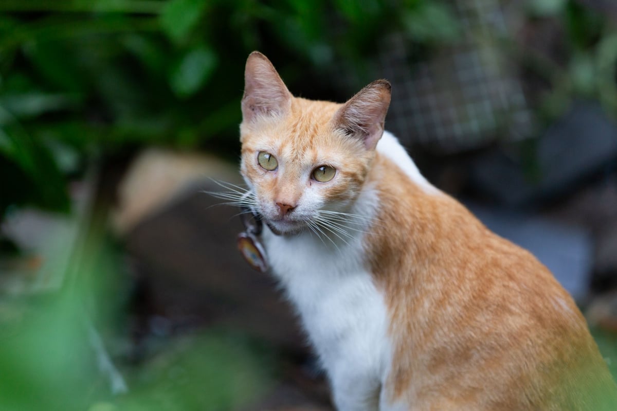 Orange, one of Meralco’s beloved CATropa members.