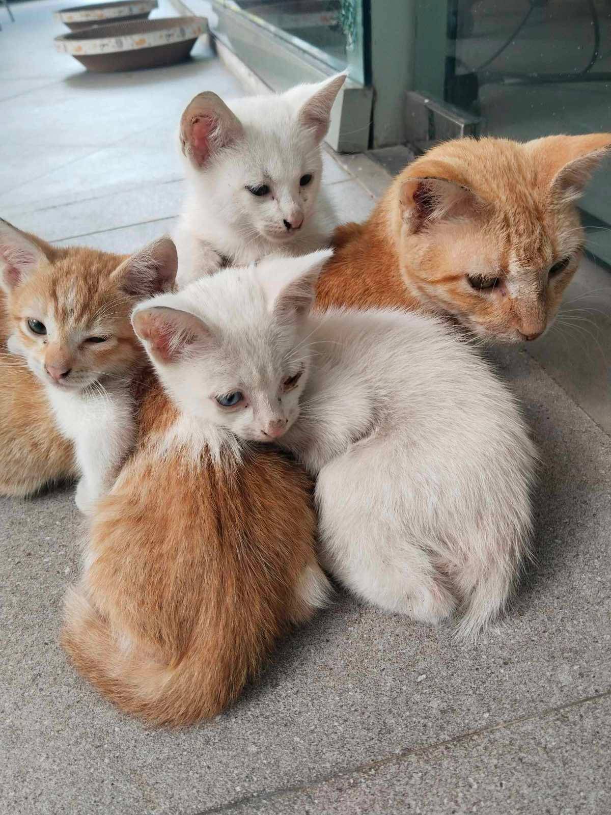 Sinta and her three kittens, a precious part of Meralco’s CATropa family.