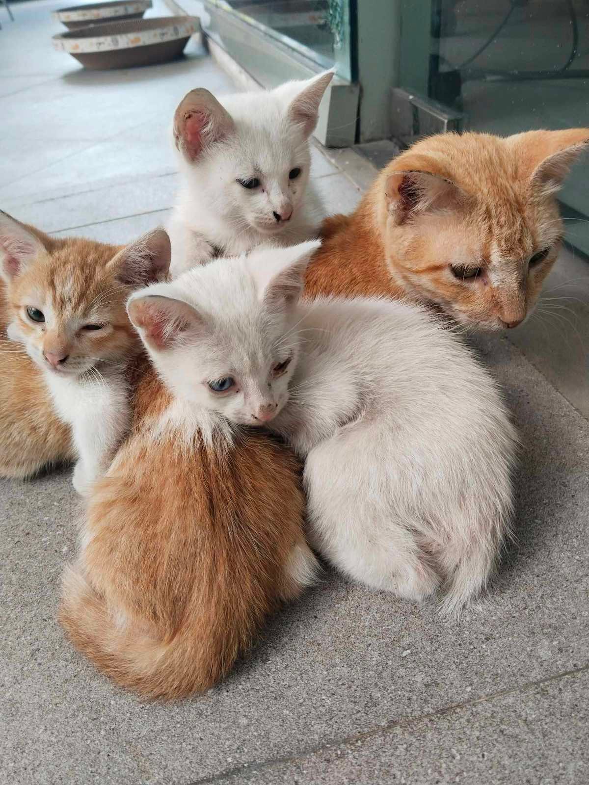 Sinta and her three kittens, a precious part of Meralco’s CATropa family.