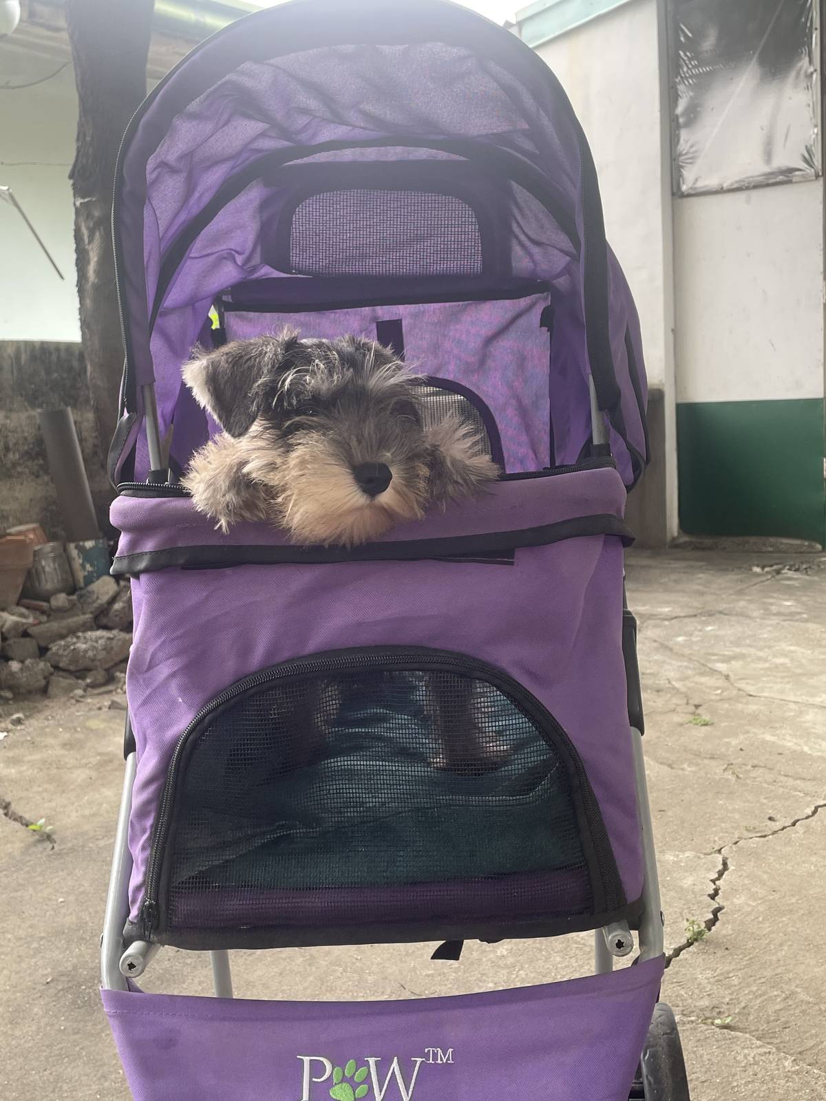 Just a pup: Alex, the three-month-old schnauzer, takes a spin on her stroller.