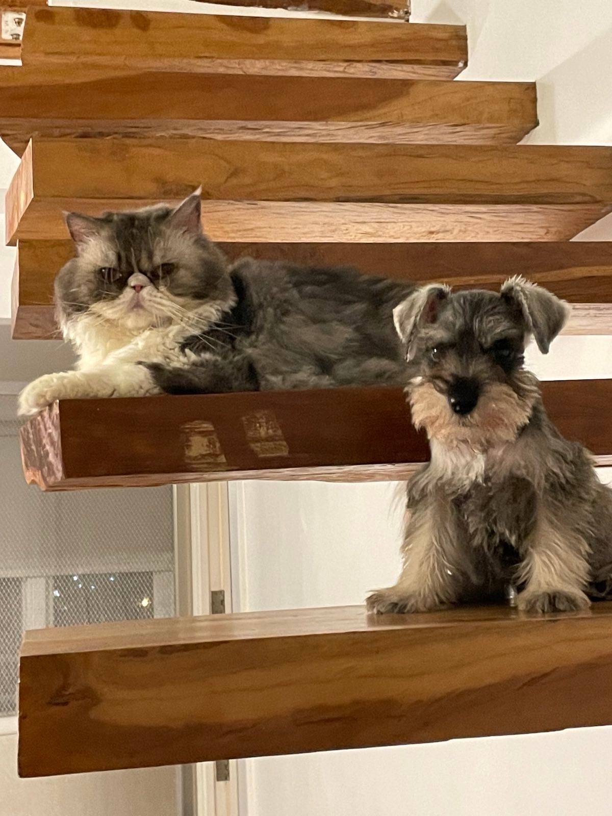 The looks of love : Boris the Schnauzer and Mr. Gizmo the long-haired exotic cat.