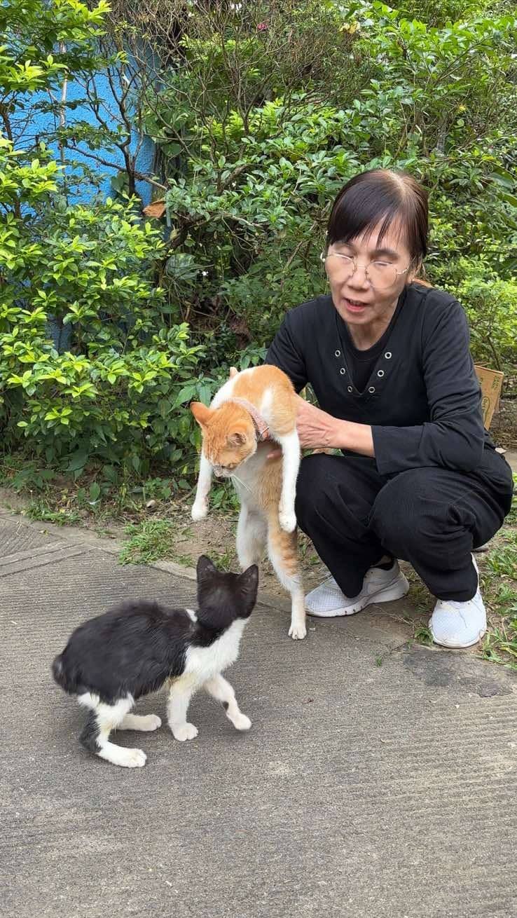 Gloria, a dedicated Meralco employee volunteer, lovingly petting and feeding two of Meralco’s CATropa cats.