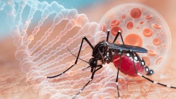 Dengue cases drop 57% in summer capital