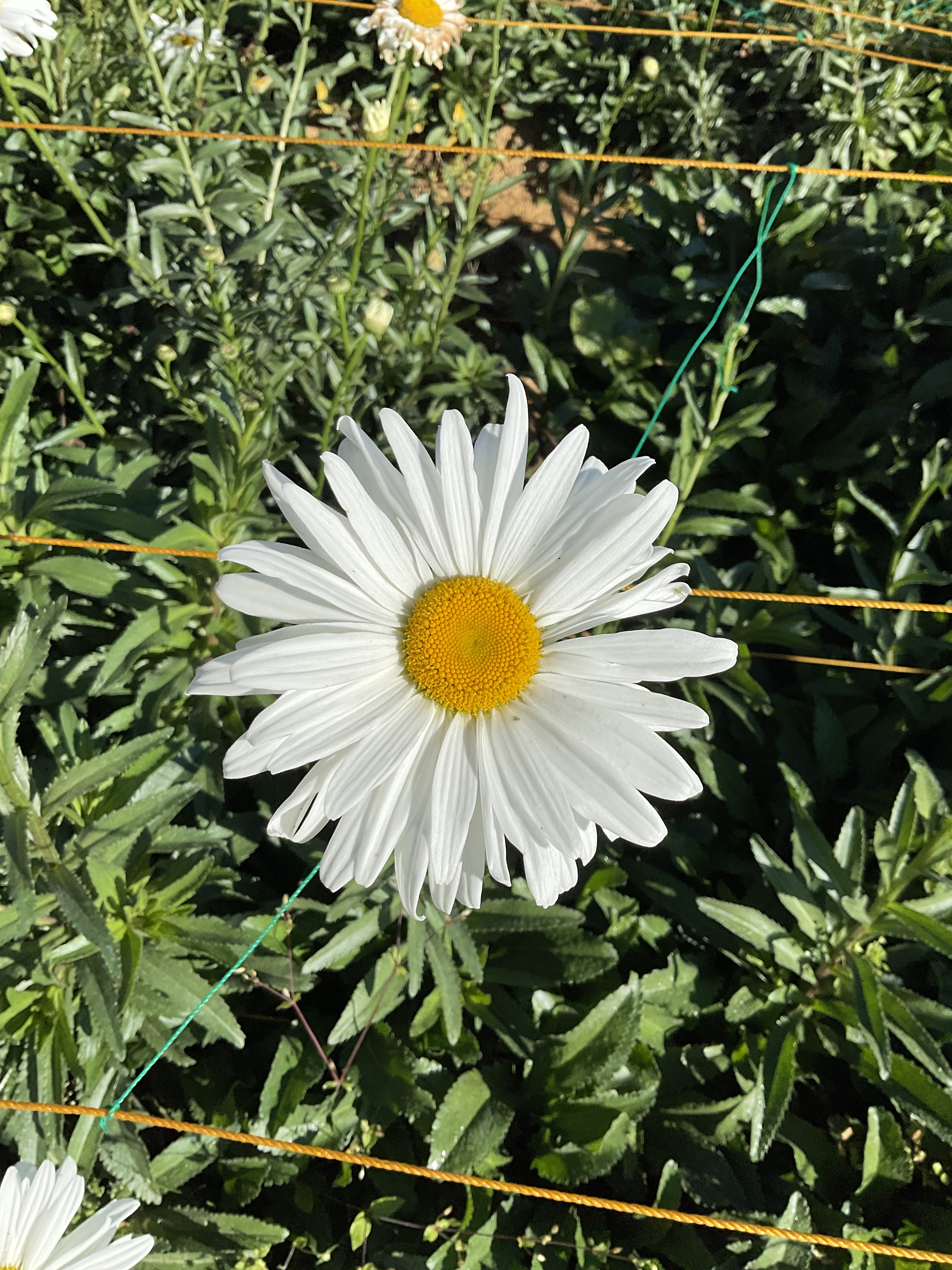 DAISY