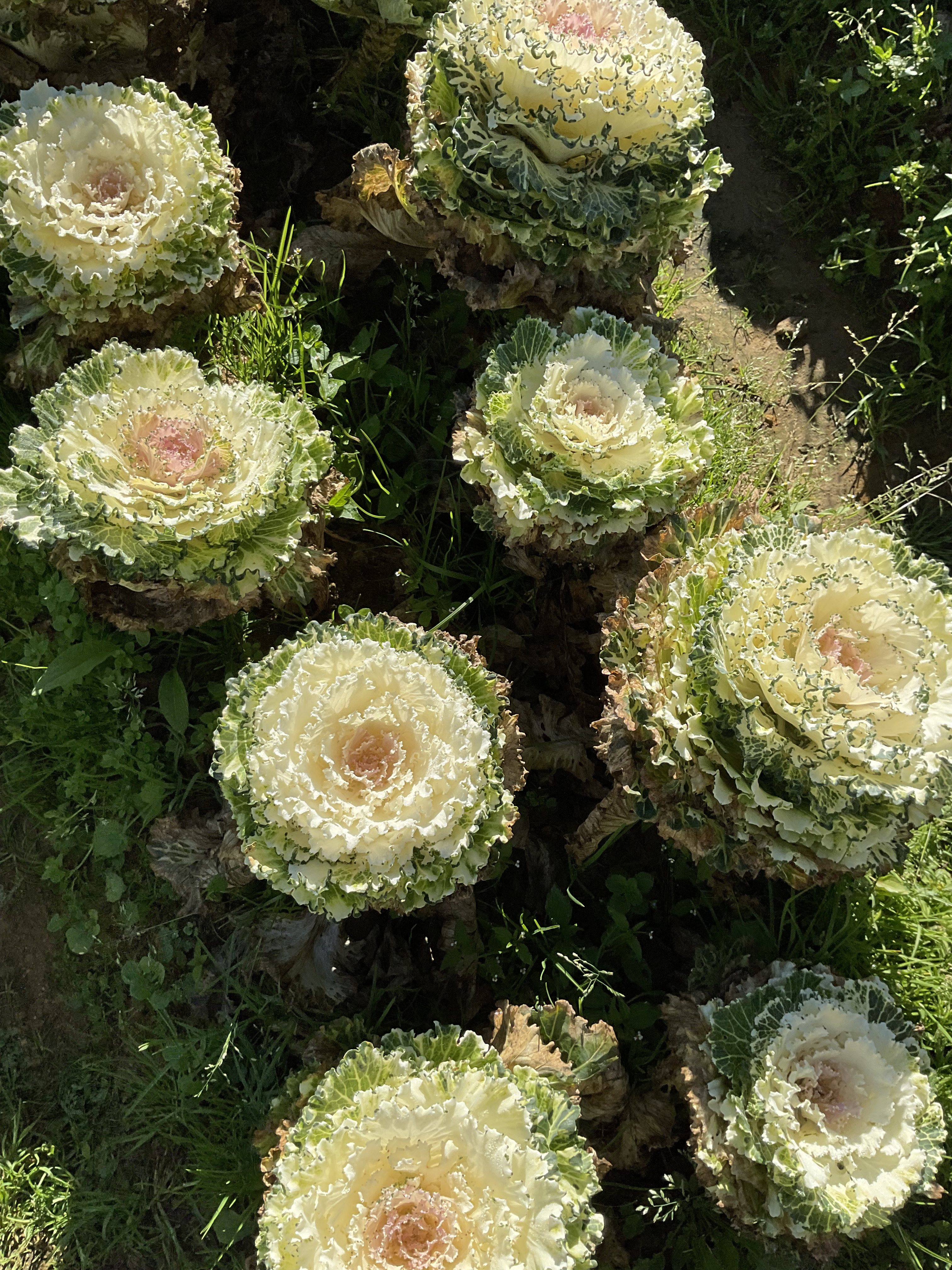 CABBAGE roses