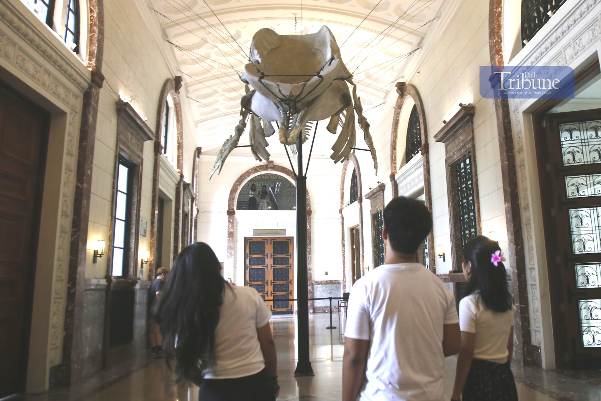 Sperm whale skeleton at the National Museum of Natural History 