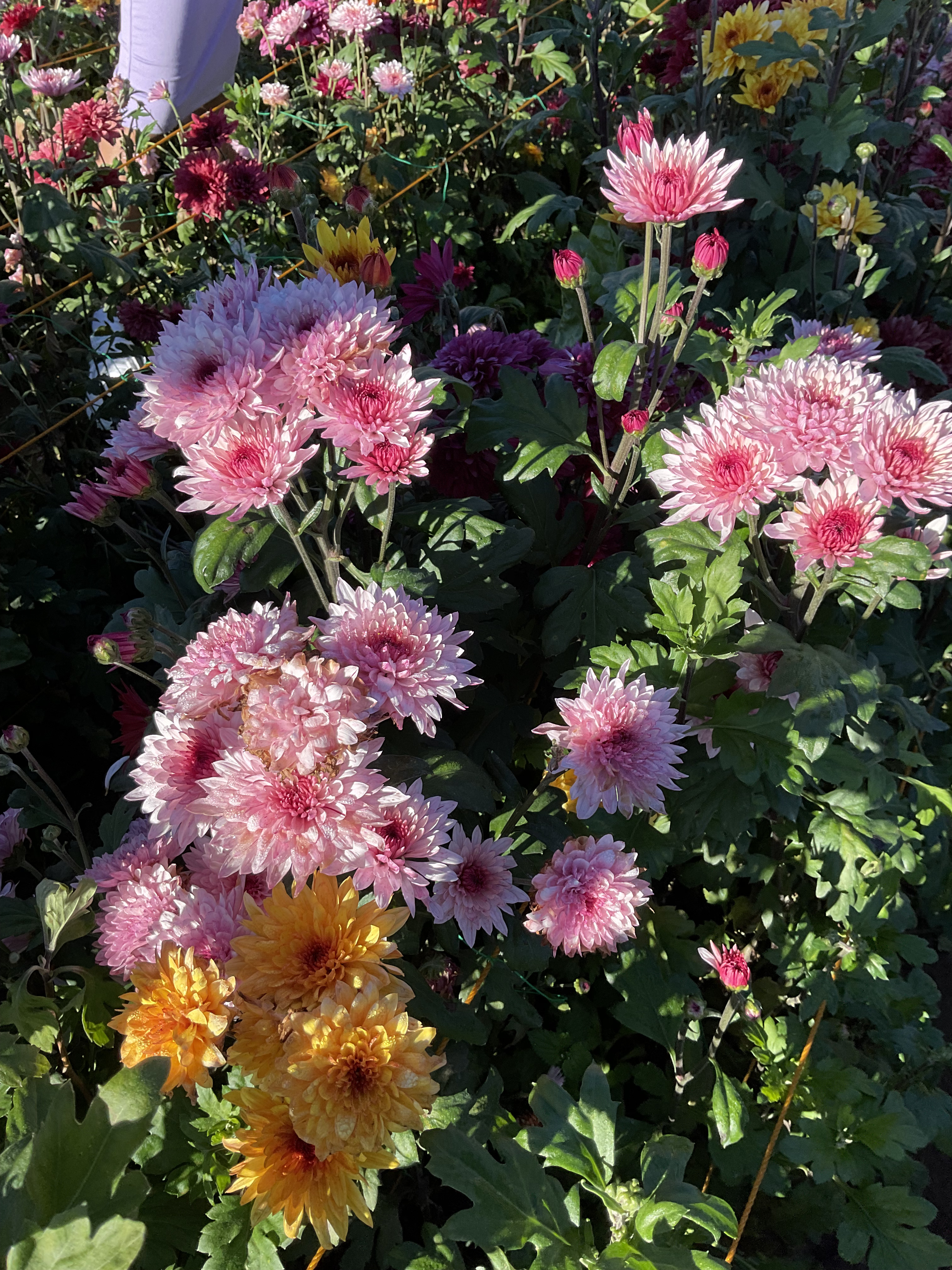 FLOWERS in bloom.