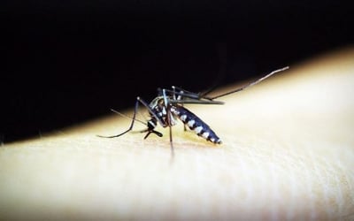 QC barangay turns to frogs amid dengue scare