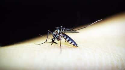 QC barangay turns to frogs amid dengue scare