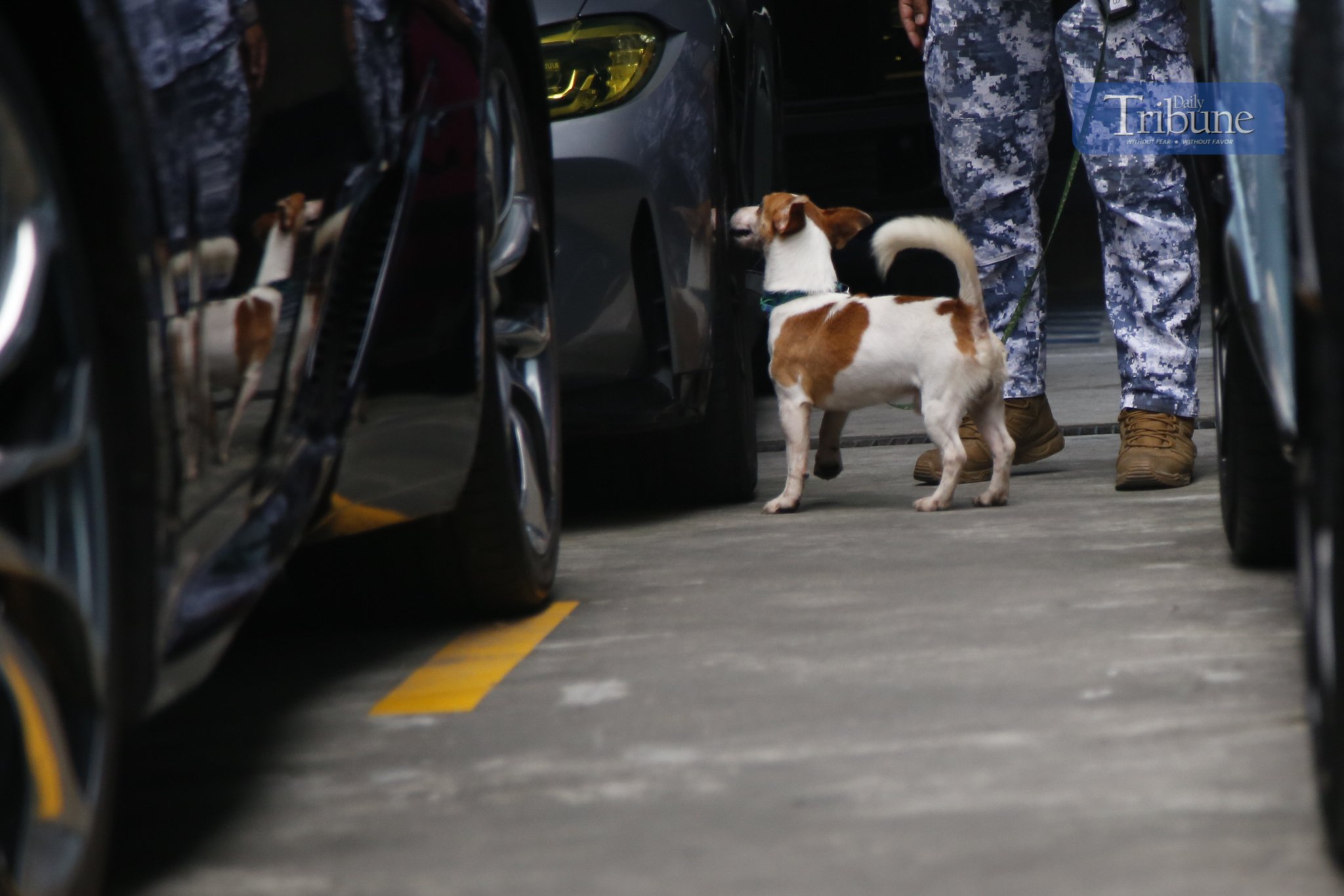 Customs paw patrol