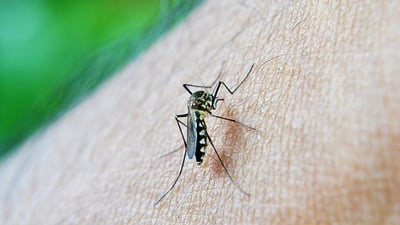 Expert pushes for vaccination to combat rising dengue cases
