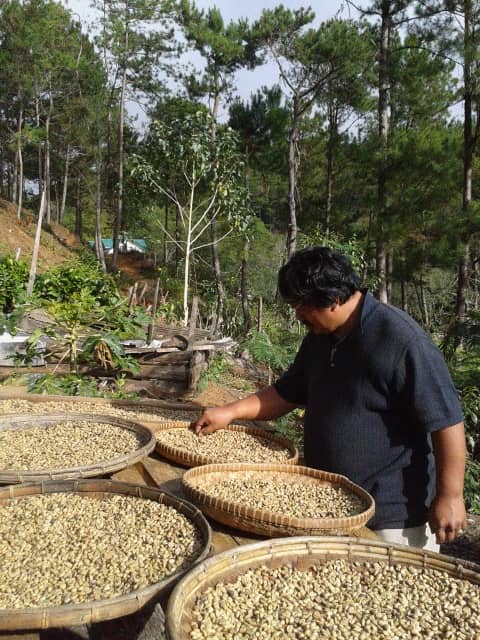SUN drying coffee beans.