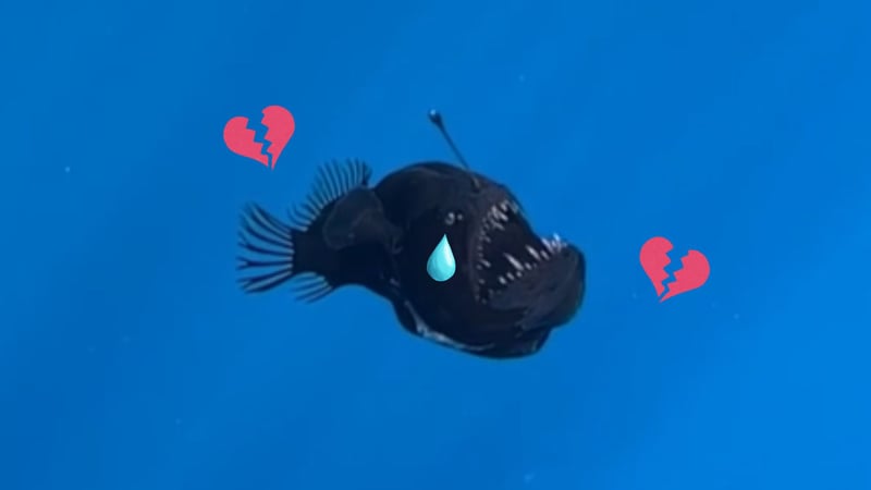 Fish frenzy: The internet's anglerfish response