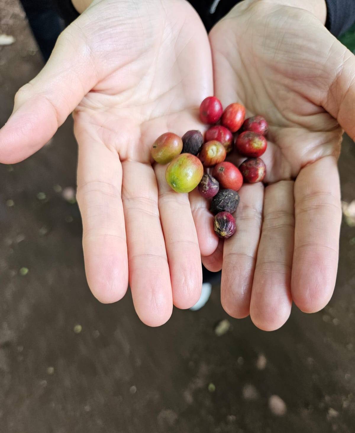 A harvesT of culture.