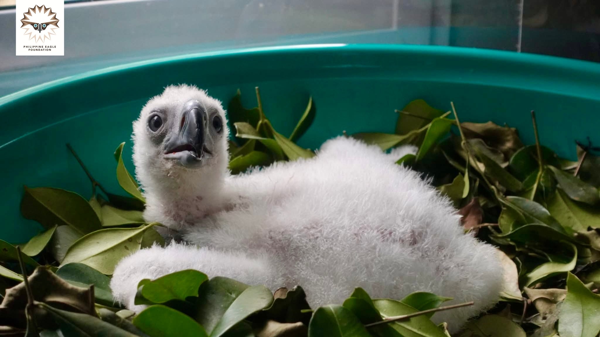 Riley's big break: First Phl eaglet hatched unassisted