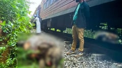 Train smashes into elephants