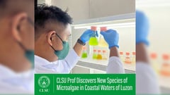 New species of marine microalgae discovered