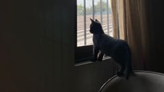 The part of grieving over pet loss no one talks about