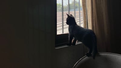 The part of grieving over pet loss no one talks about